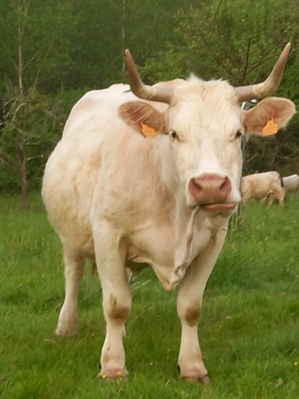 une_vache.jpg